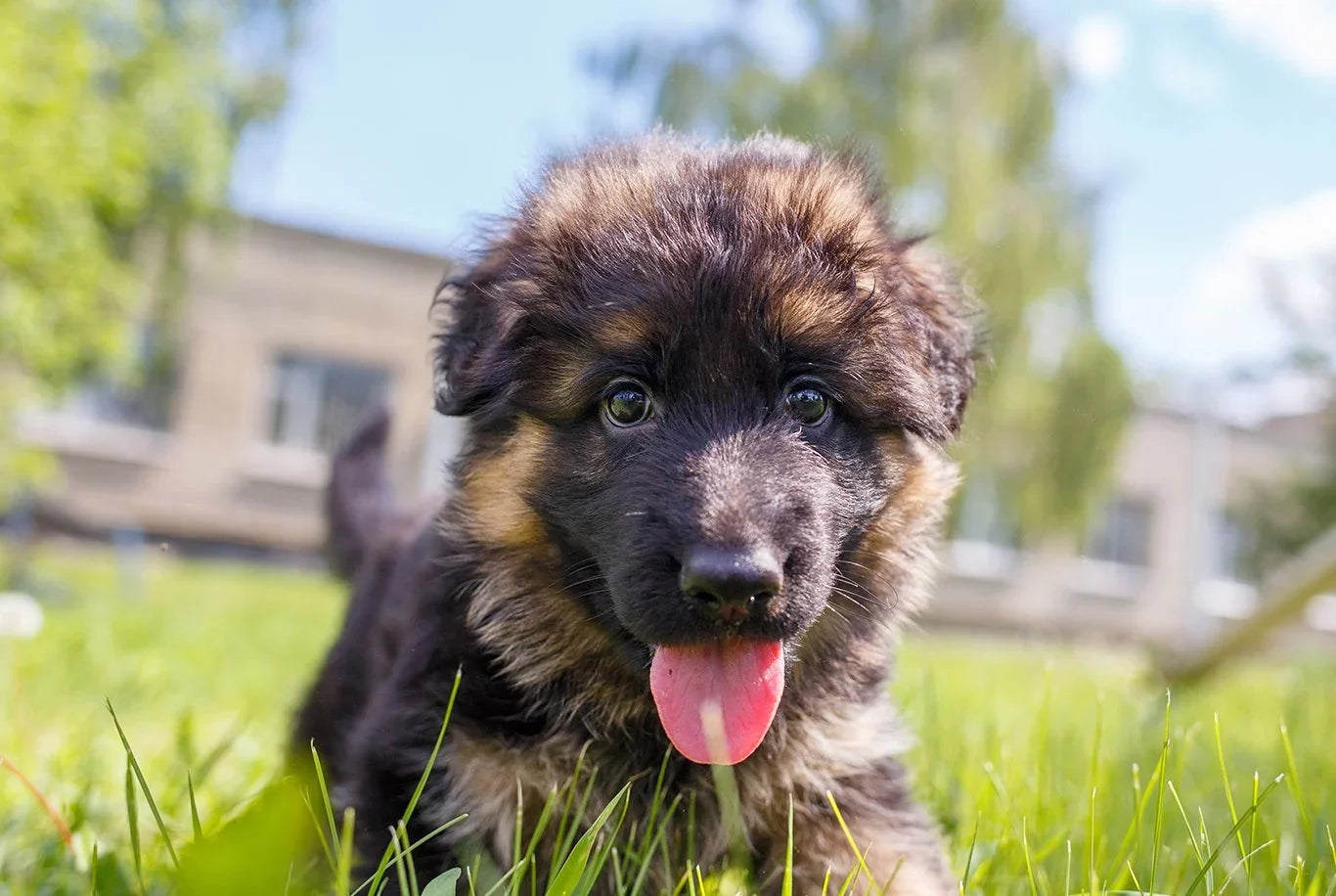 Learn About Your German Shepard