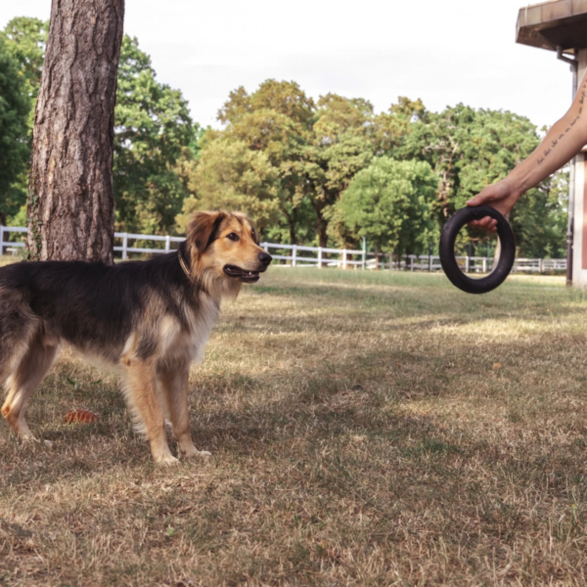 Bitring, L | Ring dog toy great for fetching & tugging