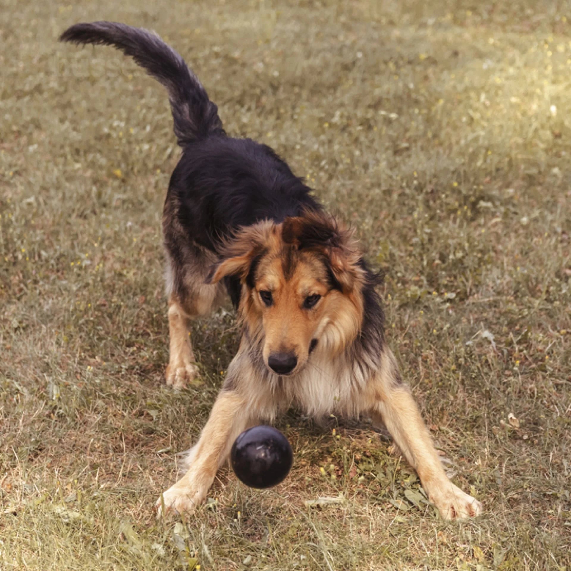 Ball, L | Bouncing rubber ball
